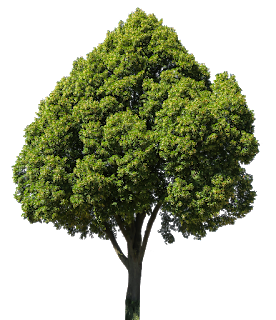 5 de mayo – Día del Árbol